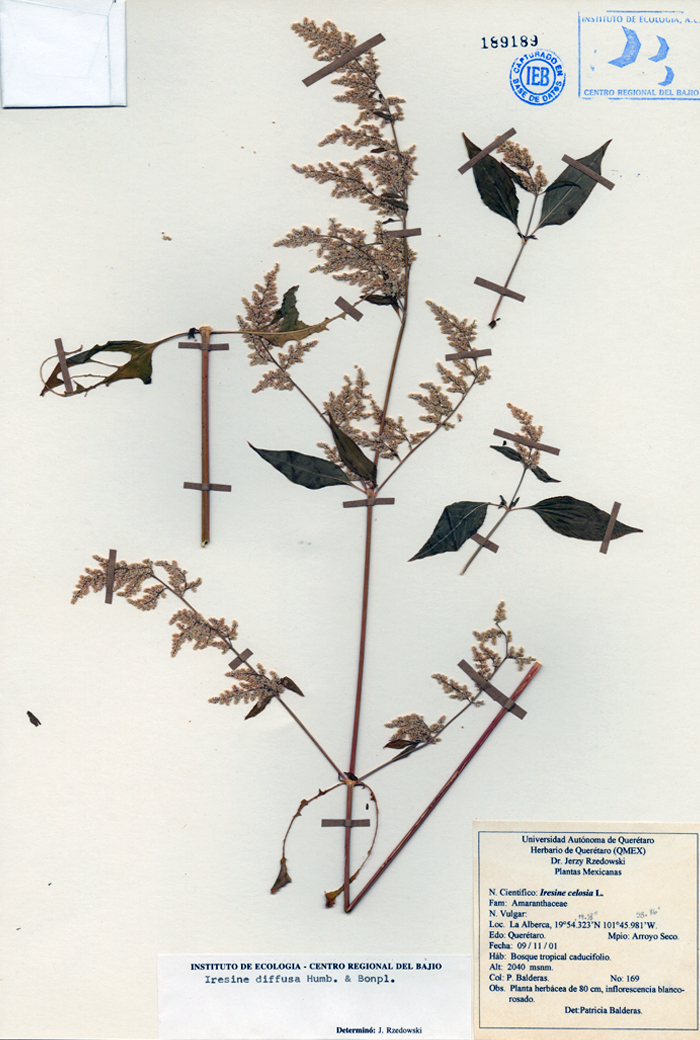 Iresine diffusa